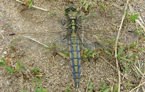 Orthetrum cancellatum