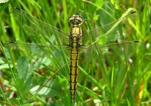 Orthetrum cancellatum