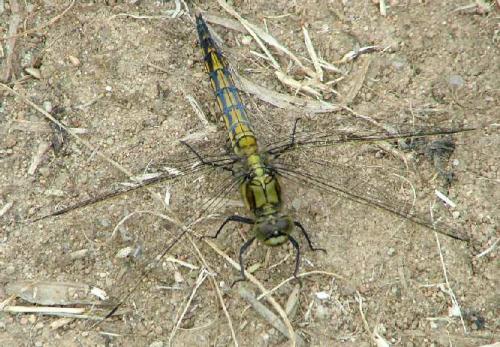 Orthetrum cancellatum