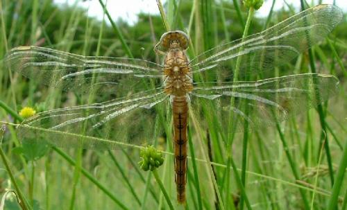 Orthetrum coerulescens