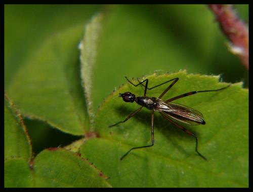 Réf. 2 097 : Micropeza corrigiolata