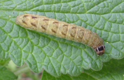 Lacanobia contigua
