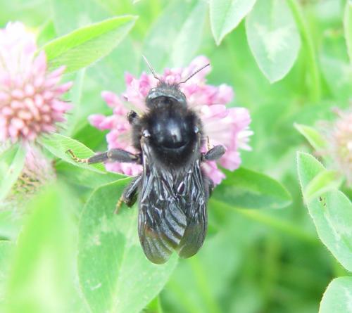 Bombus rupestris