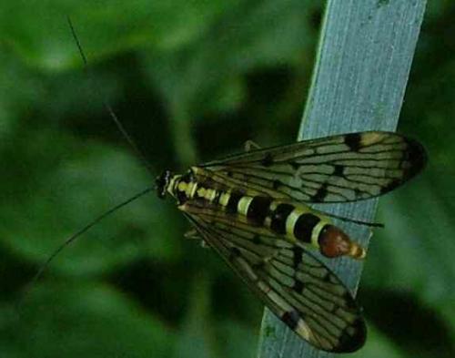 Panorpa sp.