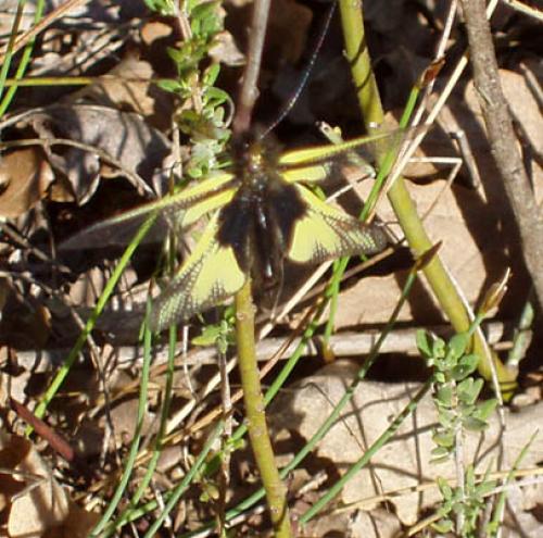 Libelloides coccajus