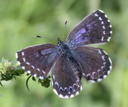 photo de papillon