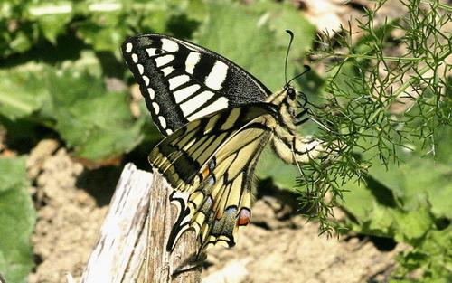Papilio machaon