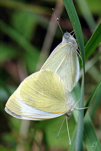 Réf. 2 785 : Pieris sp.