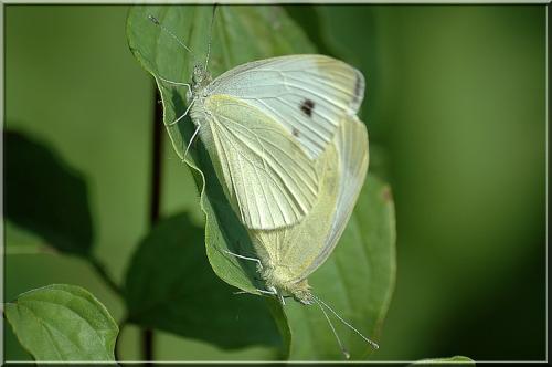 Pieris rapae