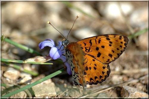 Réf. 2 774 : Melitaea didyma