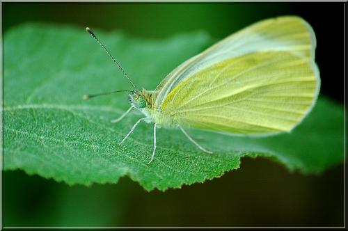Réf. 2 773 : Pieris rapae