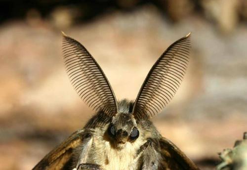 Lymantria dispar