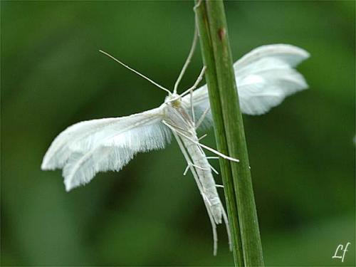 Réf. 2 763 : Pterophorus pentadactyla