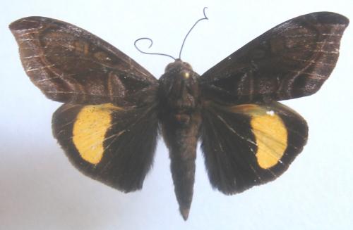 Darceta proserpina