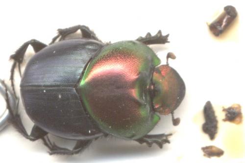 Onthophagus igneus