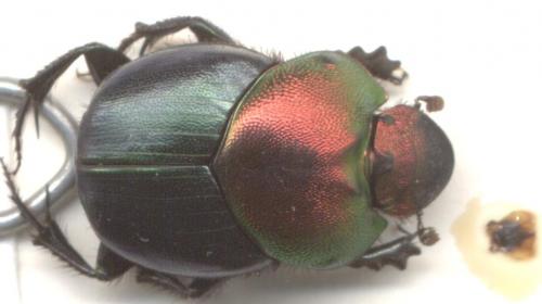 Réf. 2 842 : Onthophagus igneus