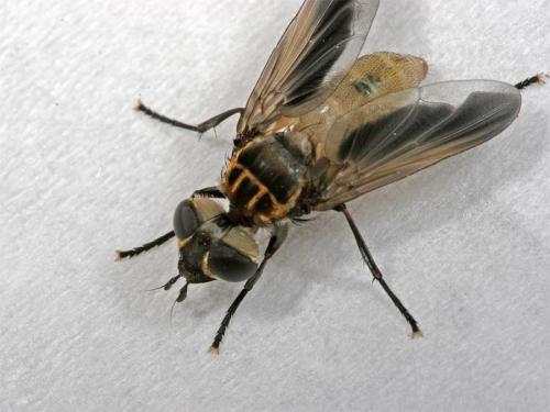 Réf. 2 686 : Trichopoda pictipennis