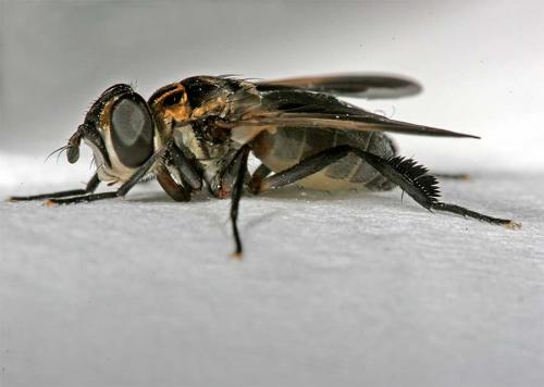 Réf. 2 688 : Trichopoda pictipennis
