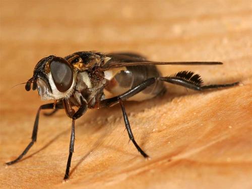 Trichopoda pictipennis