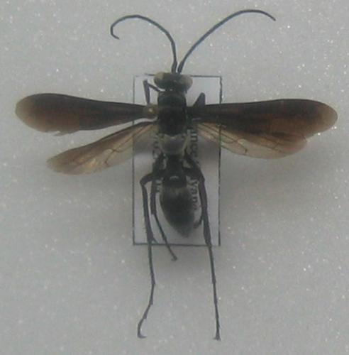 Priochilus regius