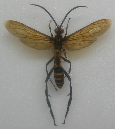 Pepsis sp.