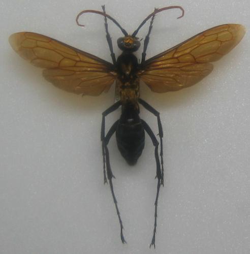 Pepsis sp.