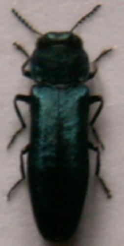 Agrilus sp.