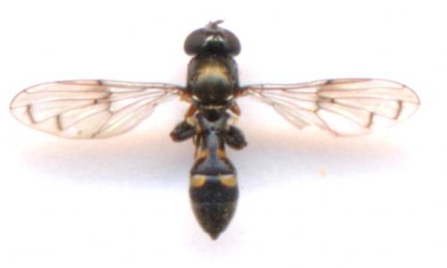 Neoascia podagrica