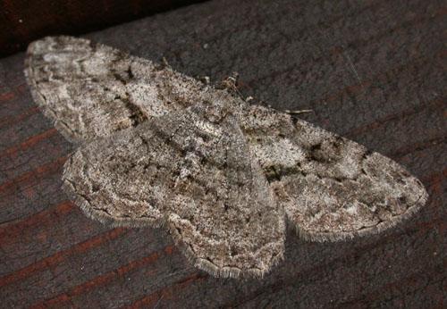 Réf. 2 738 : Peribatodes rhomboidaria