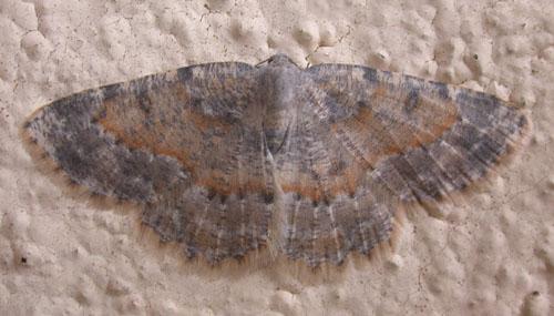 Charissa variegata