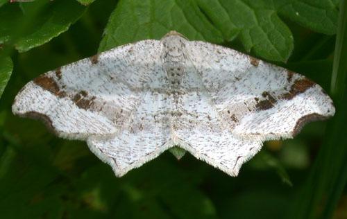 Macaria alternata
