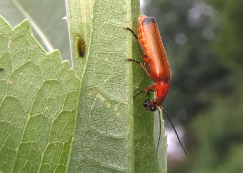 Réf. 2 879 : Rhagonycha fulva