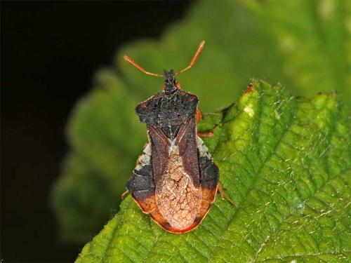 Réf. 2 564 : Phymata crassipes