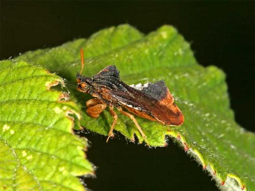 Phymata crassipes