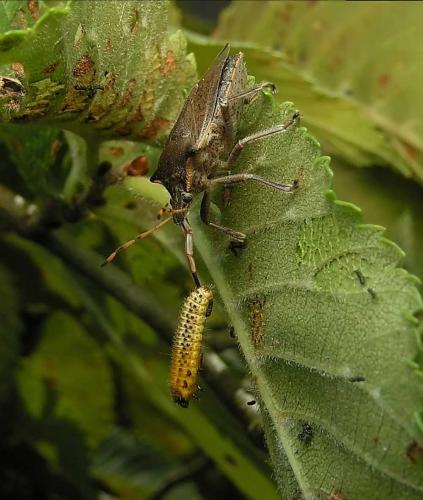 Picromerus nigridens