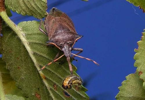 Picromerus nigridens