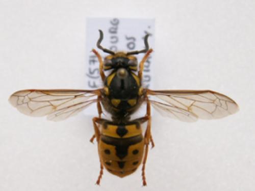 Vespula germanica