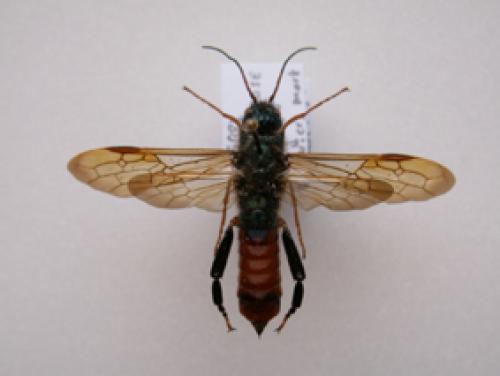 Réf. 2 575 : Sirex sp.