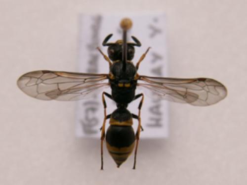 Réf. 2 574 : Symmorphus sp.