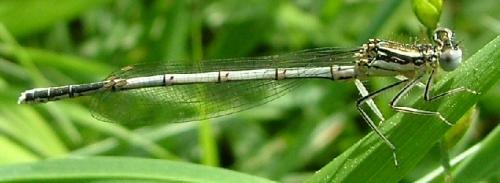 Platycnemis pennipes