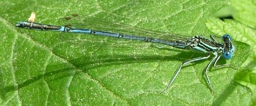 Platycnemis pennipes