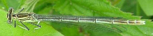 Platycnemis pennipes