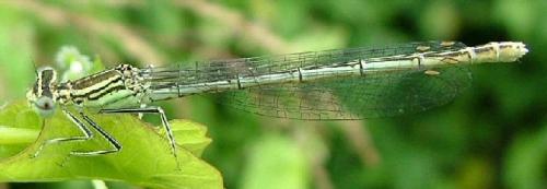Platycnemis pennipes