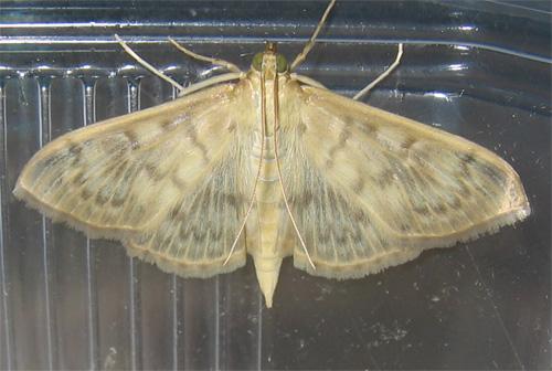 Pleuroptya ruralis