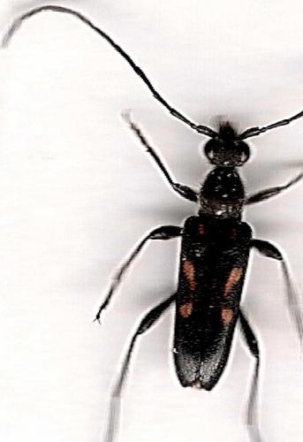 Réf. 2 901 : Anoplodera sexguttata