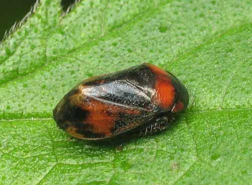 Penthimia nigra