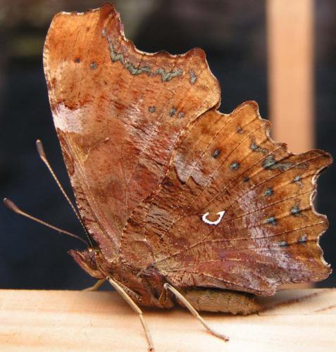 Réf. 2 496 : Polygonia c-album
