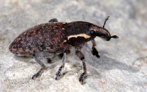 Pseudocleonus grammicus
