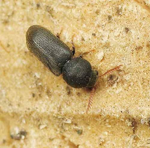 Réf. 2 856 : Ptilinus fuscus