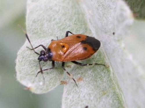 Deraeocoris punctum